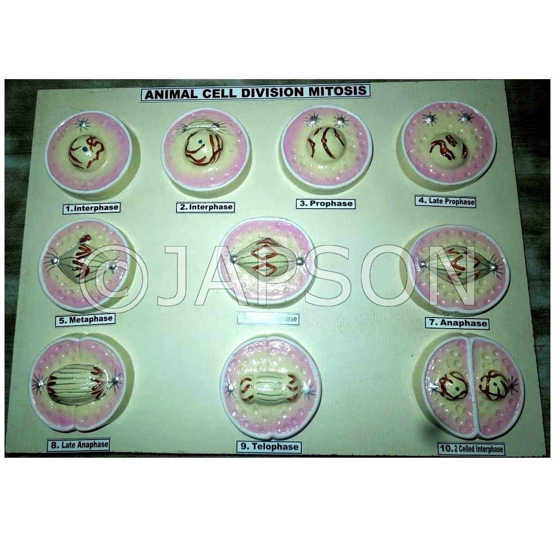 Animal Mitosis Model, Small Animal Mitosis Model, Small